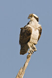 Image. Western Osprey