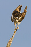Image. Western Osprey