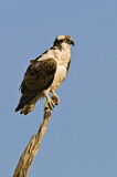 Image. Western Osprey