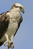 Image. Western Osprey
