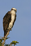 Image. Western Osprey
