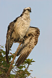 Image. Western Osprey