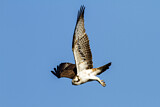 Image. Western Osprey