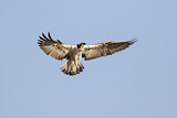 Image. Western Osprey