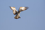 Image. Western Osprey
