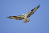 Image. Western Osprey