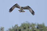 Image. Western Osprey