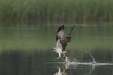 Image. Western Osprey