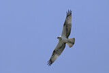Image. Western Osprey
