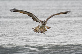 Image. Western Osprey