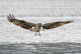 Image. Western Osprey