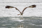 Image. Western Osprey