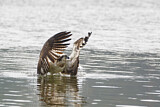 Image. Western Osprey
