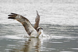 Image. Western Osprey