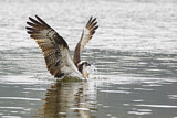 Image. Western Osprey