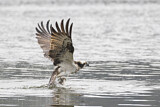 Image. Western Osprey