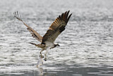 Image. Western Osprey