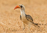Image. Western Red-billed Hornbill