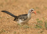 Image. Western Red-billed Hornbill