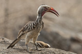 Image. Western Red-billed Hornbill