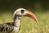 Image. Western Red-billed Hornbill