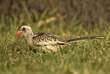 Image. Western Red-billed Hornbill