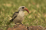 Image. Western Red-billed Hornbill