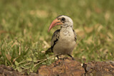 Image. Western Red-billed Hornbill