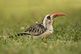Image. Western Red-billed Hornbill