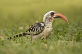 Image. Western Red-billed Hornbill