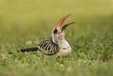 Image. Western Red-billed Hornbill