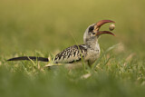 Image. Western Red-billed Hornbill