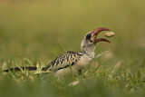 Image. Western Red-billed Hornbill