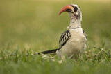 Image. Western Red-billed Hornbill