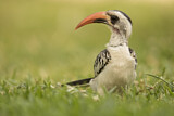 Image. Western Red-billed Hornbill