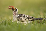 Image. Western Red-billed Hornbill