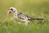 Image. Western Red-billed Hornbill