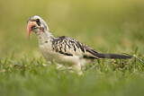 Image. Western Red-billed Hornbill