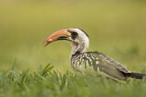 Image. Western Red-billed Hornbill