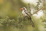 Image. Western Red-billed Hornbill