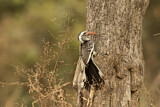Image. Western Red-billed Hornbill
