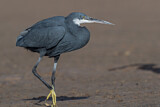 Image. Western Reef Heron