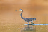 Image. Western Reef Heron