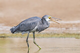 Image. Western Reef Heron
