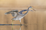 Image. Western Reef Heron