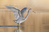 Image. Western Reef Heron