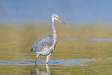 Image. Western Reef Heron