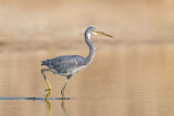 Image. Western Reef Heron