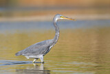 Image. Western Reef Heron