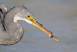 Image. Western Reef Heron